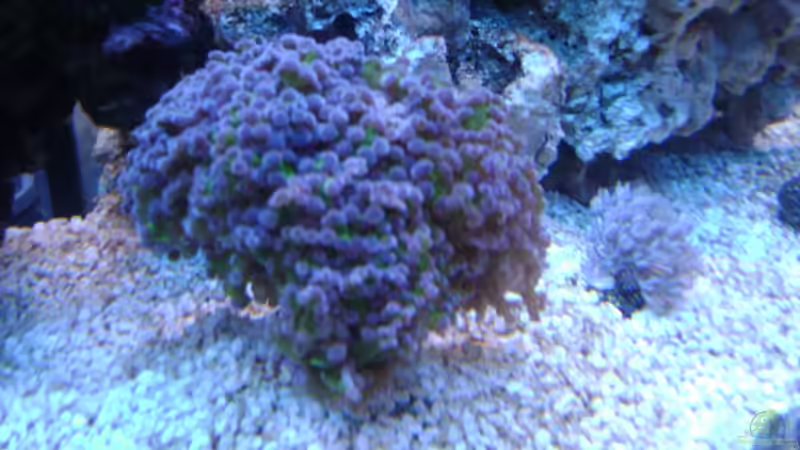 Dekoration im Aquarium Becken 16420 von Daniel Winkler (19)