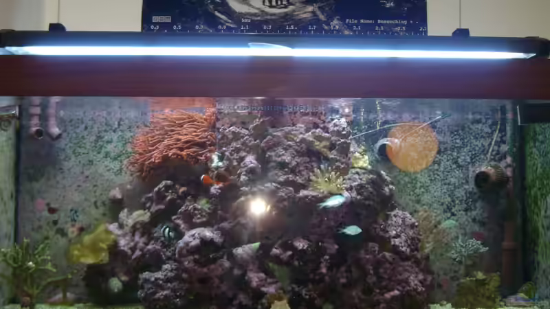 Dekoration im Aquarium Becken 16420 von Daniel Winkler (4)