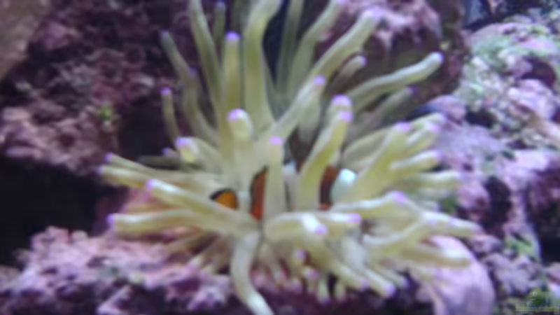 Dekoration im Aquarium Becken 16420 von Daniel Winkler (5)