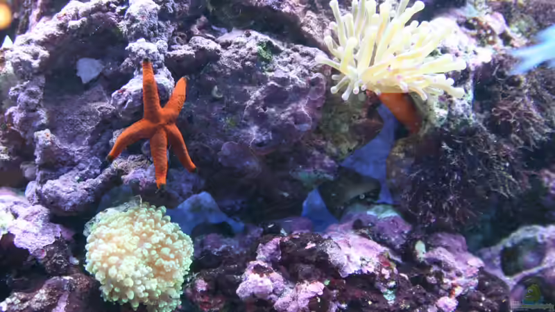 Dekoration im Aquarium Becken 16420 von Daniel Winkler (6)