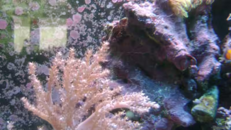 Dekoration im Aquarium Becken 16420 von Daniel Winkler (7)