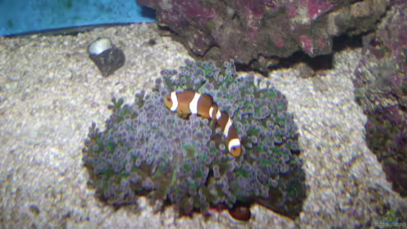 Dekoration im Aquarium Becken 16420 von Daniel Winkler (8)