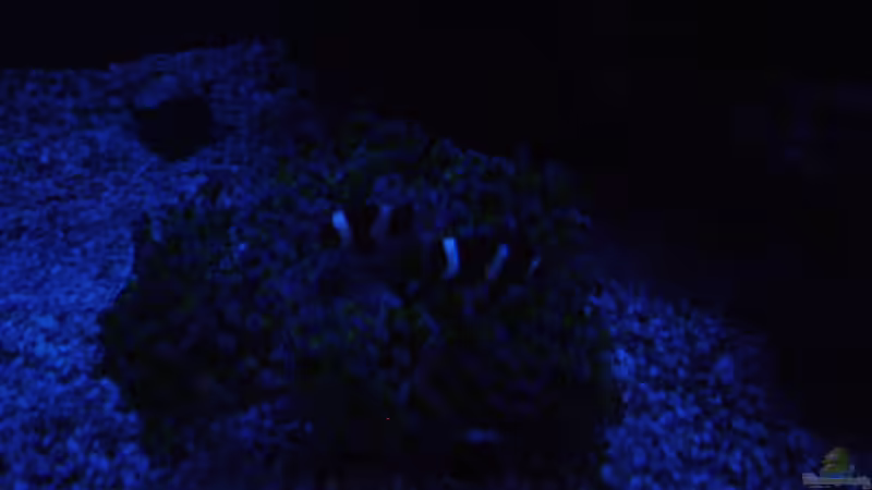 Dekoration im Aquarium Becken 16420 von Daniel Winkler (9)