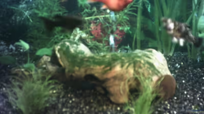 Dekoration im Aquarium Becken 1649 von Stefan von Oettingen (3)