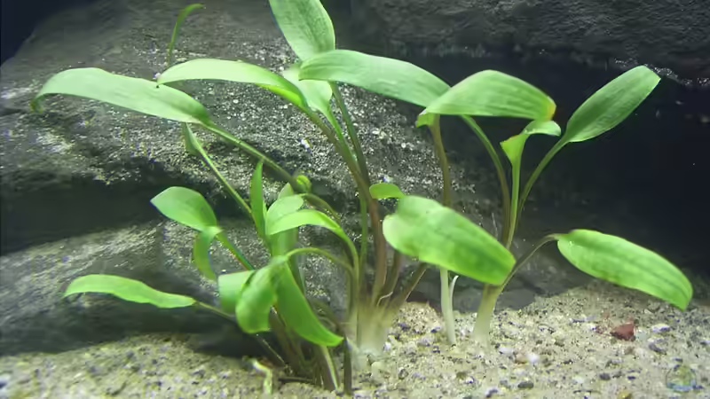 Dekoration im Aquarium Becken 165 von Thomas Lenzhölzer (5)