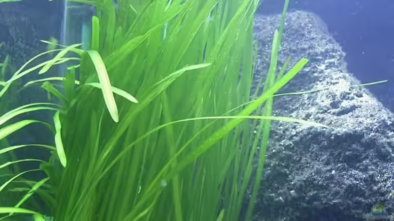 Dekoration im Aquarium Becken 165 von Thomas Lenzhölzer (6)