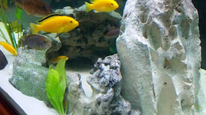 Dekoration im Aquarium Becken 16502 von Limbo (10)