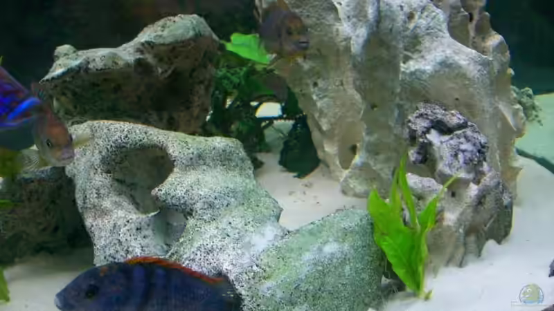 Dekoration im Aquarium Becken 16502 von Limbo (11)