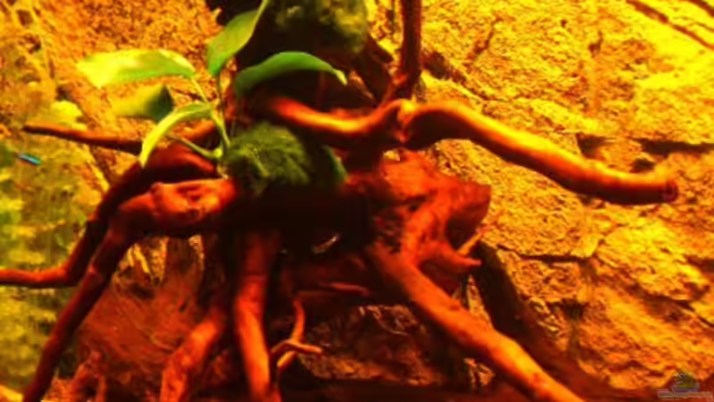 Dekoration im Aquarium Becken 16618 von Daniel O. (14)