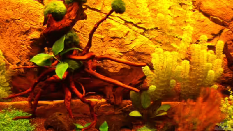 Dekoration im Aquarium Becken 16618 von Daniel O. (15)