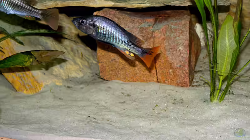 Dekoration im Aquarium Becken 16656 von Vicifreak (2)