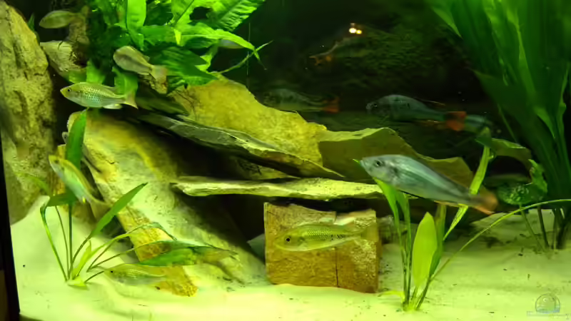 Dekoration im Aquarium Becken 16656 von Vicifreak (3)