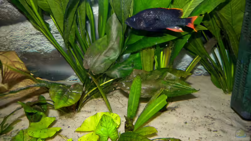 Dekoration im Aquarium Becken 16656 von Vicifreak (4)