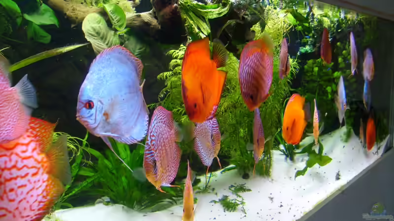 Dekoration im Aquarium Becken 16666 von Andreas L (19)