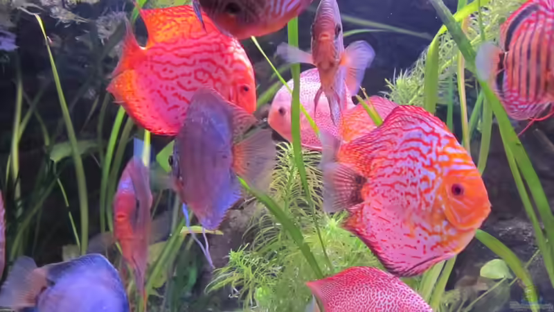 Dekoration im Aquarium Becken 16666 von Andreas L (20)