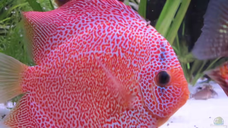 Dekoration im Aquarium Becken 16666 von Andreas L (21)