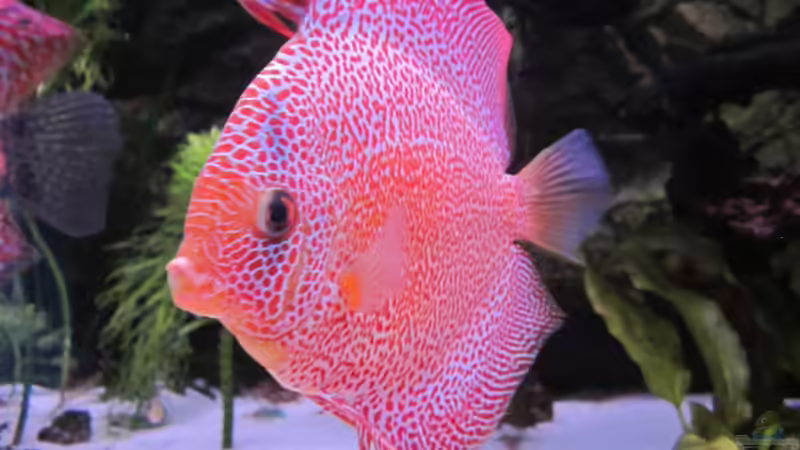 Dekoration im Aquarium Becken 16666 von Andreas L (22)