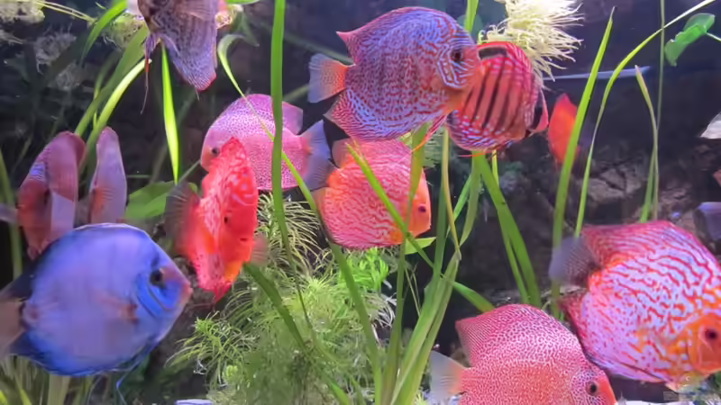 Dekoration im Aquarium Becken 16666 von Andreas L (23)