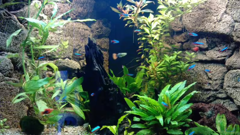 Dekoration im Aquarium Becken 16752 von manala (13)