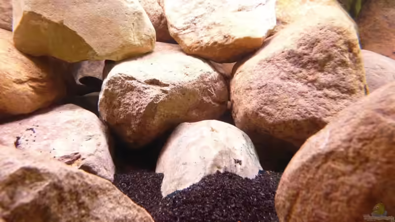 Dekoration im Aquarium Becken 16807 von Chimbwe (12)