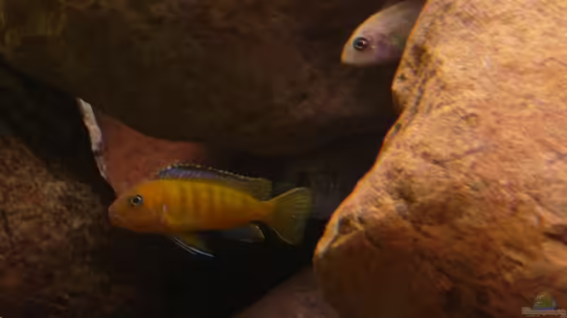 Dekoration im Aquarium Becken 16807 von Chimbwe (13)