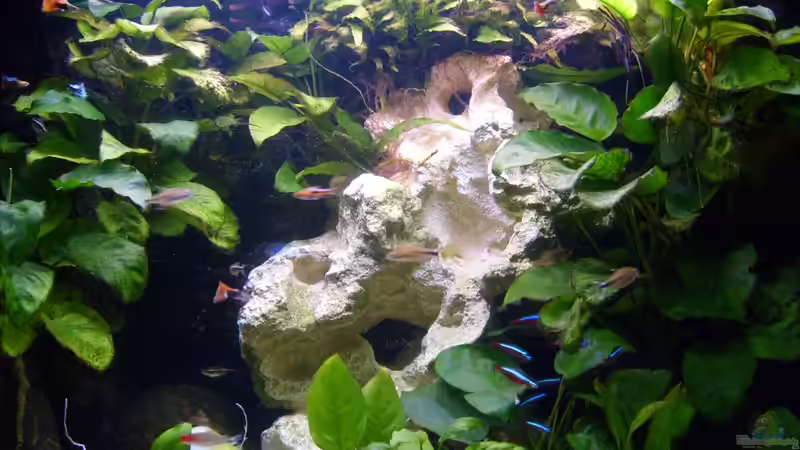 Dekoration im Aquarium Becken 16890 von Kimberly L (4)