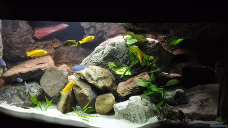 Dekoration im Aquarium Becken 16908 von Vladi (30)