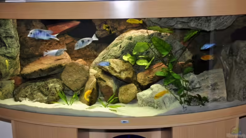 Dekoration im Aquarium Becken 16908 von Vladi (32)