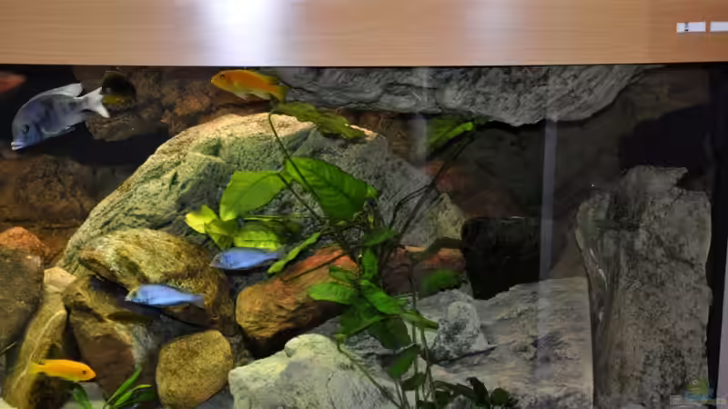 Dekoration im Aquarium Becken 16908 von Vladi (33)