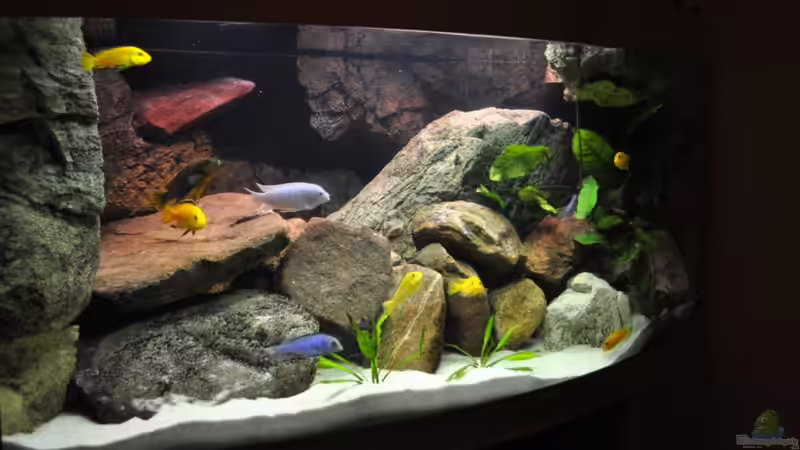 Dekoration im Aquarium Becken 16908 von Vladi (35)