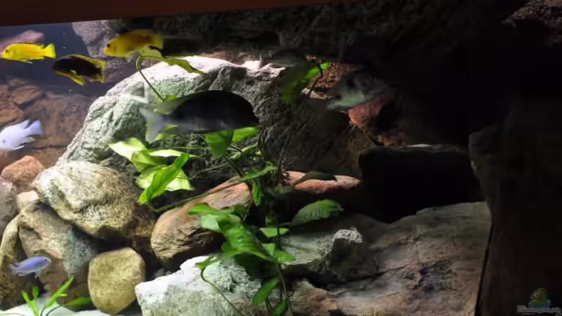 Dekoration im Aquarium Becken 16908 von Vladi (36)