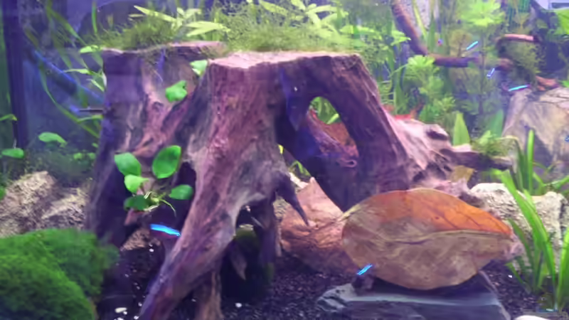 Dekoration im Aquarium Becken 16964 von Zeus (12)