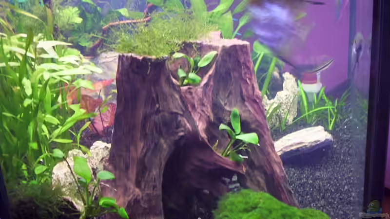 Dekoration im Aquarium Becken 16964 von Zeus (13)