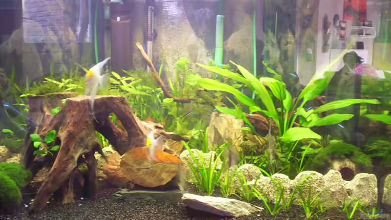 Dekoration im Aquarium Becken 16964 von Zeus (14)