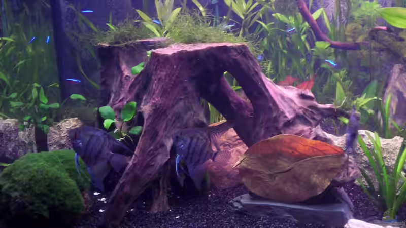 Dekoration im Aquarium Becken 16964 von Zeus (15)