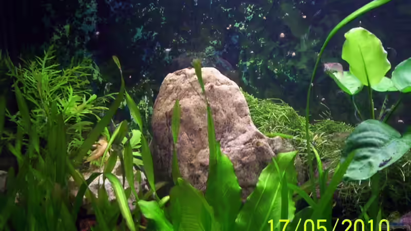 Dekoration im Aquarium Becken 16979 von Zeus (12)