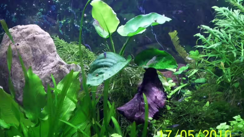 Dekoration im Aquarium Becken 16979 von Zeus (13)