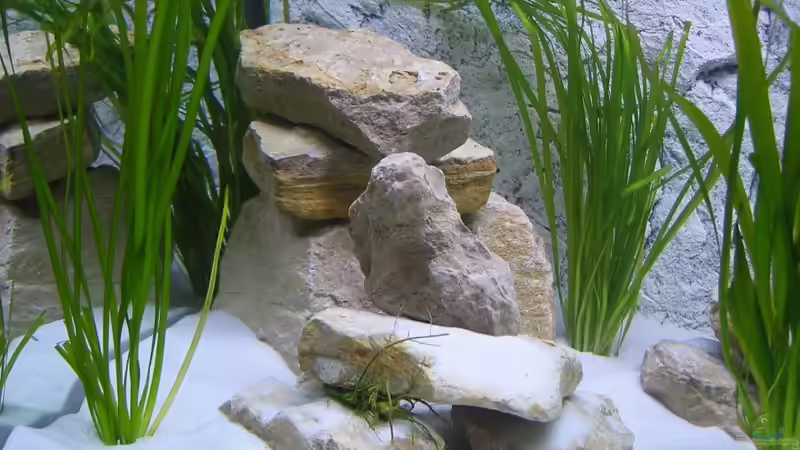Dekoration im Aquarium Becken 16980 von Thomas Herbst (3)