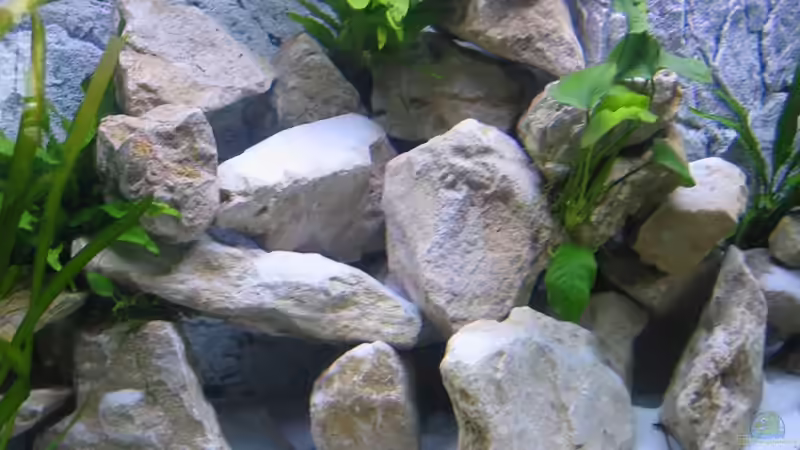 Dekoration im Aquarium Becken 16980 von Thomas Herbst (4)