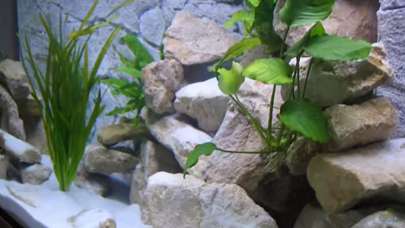 Dekoration im Aquarium Becken 16980 von Thomas Herbst (5)