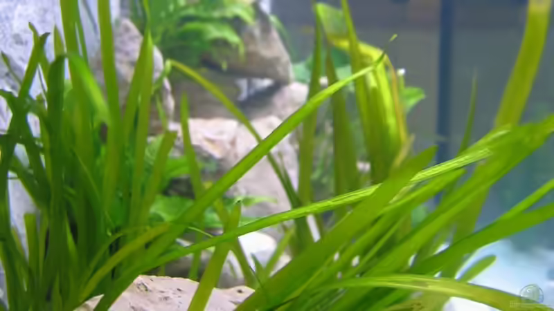 Dekoration im Aquarium Becken 16980 von Thomas Herbst (6)