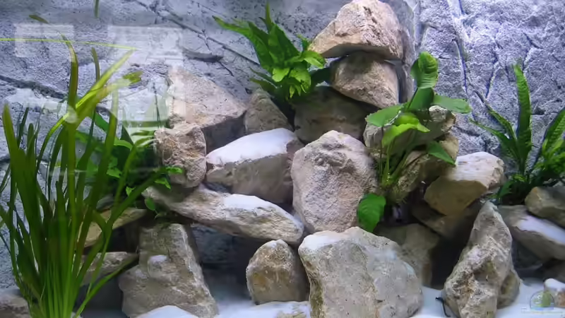 Dekoration im Aquarium Becken 16980 von Thomas Herbst (7)