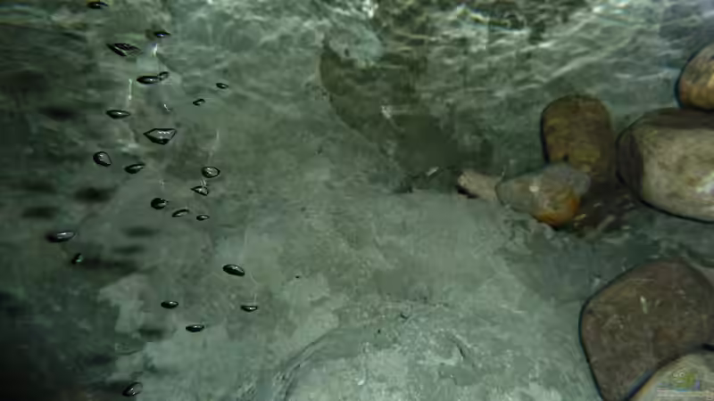 Dekoration im Aquarium Becken 16993 von Philipp Müller (25)