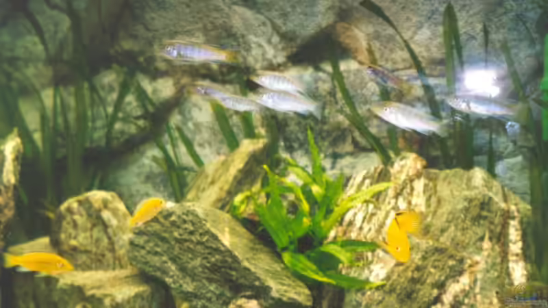 Dekoration im Aquarium Becken 170 von wissefux (6)