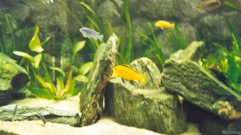 Dekoration im Aquarium Becken 170 von wissefux (7)