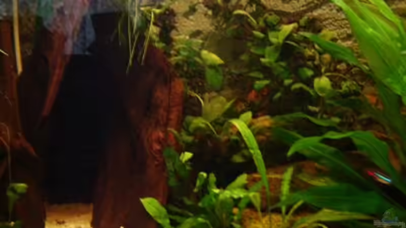 Dekoration im Aquarium Becken 1708 von Tobias Hans (5)