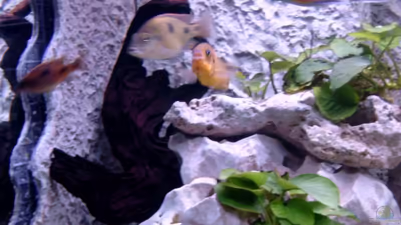 Dekoration im Aquarium Becken 1712 von Josef Knauer (11)