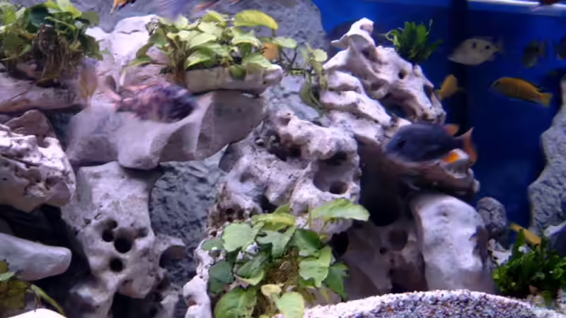 Dekoration im Aquarium Becken 1712 von Josef Knauer (12)