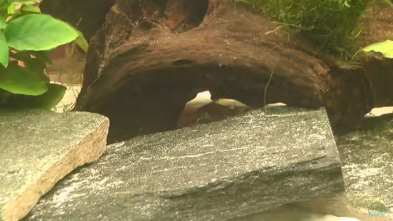 Dekoration im Aquarium Becken 17206 von Blaubör (13)