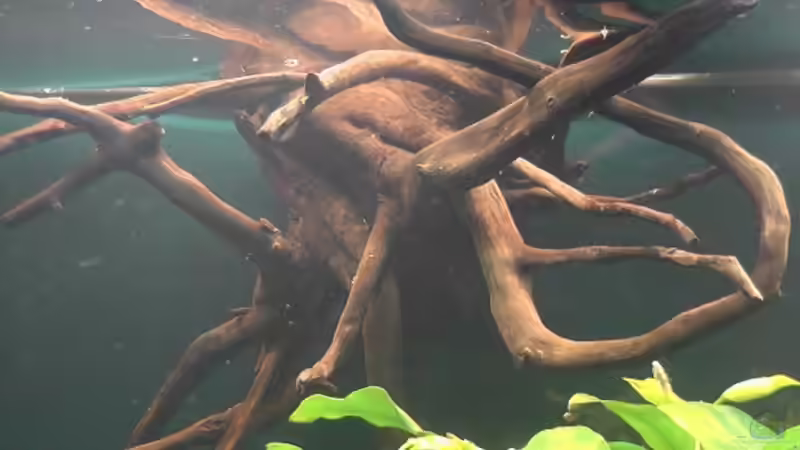 Dekoration im Aquarium Becken 17206 von Blaubör (14)